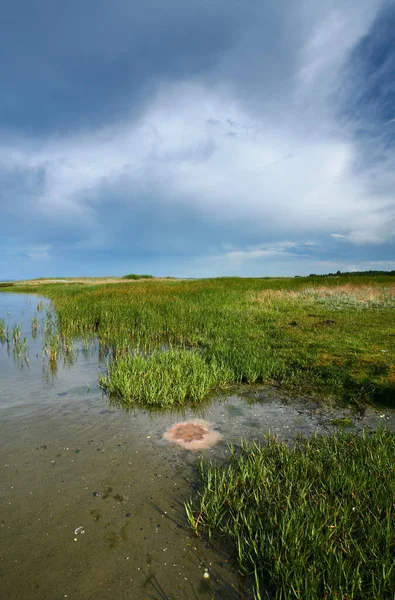 Jas Denemarken Djursland Zomer — Stockfoto