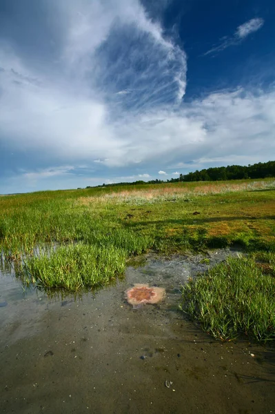 Jas Denemarken Djursland Zomer — Stockfoto