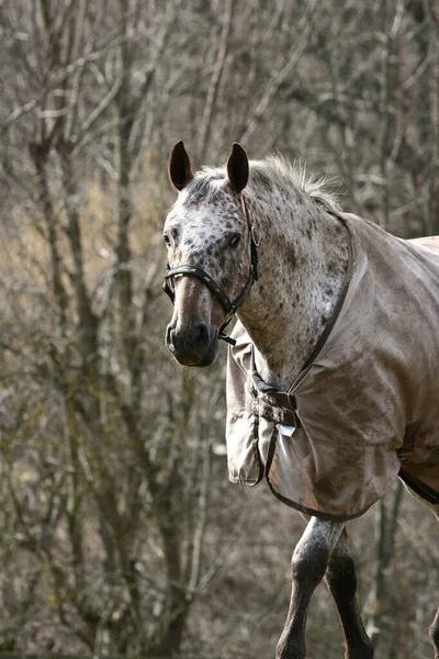 デンマークのフィールドに馬 — ストック写真