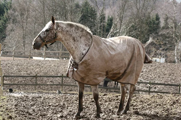 Cheval Sur Terrain Danemark — Photo