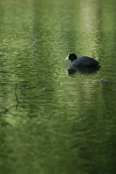 Ente Einem Teich Dänemark — Stockfoto