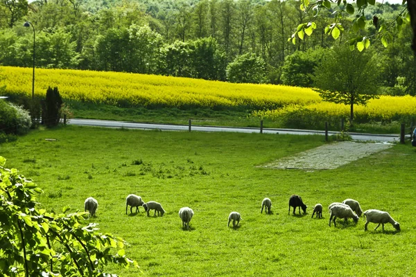 Ovejas Pastando Campo Dinamarca —  Fotos de Stock