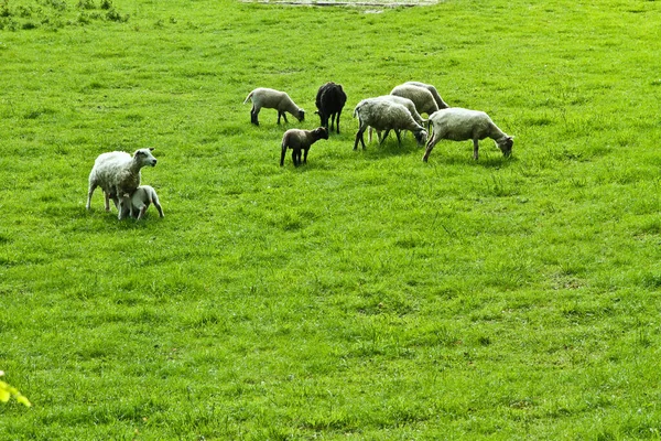 Danimarka Bir Tarlada Otlayan Koyunlar — Stok fotoğraf