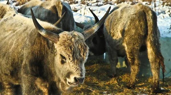 Vacas Niebla Denmark Verano — Foto de Stock