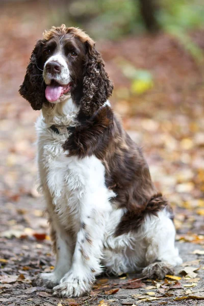 Cão Bonito Brittany Spaniel Natureza Dinamarca — Fotografia de Stock