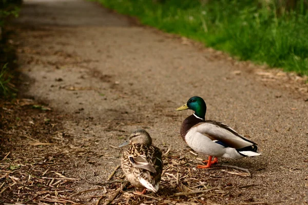 Patos Caminhando Caminho Denmark — Fotografia de Stock