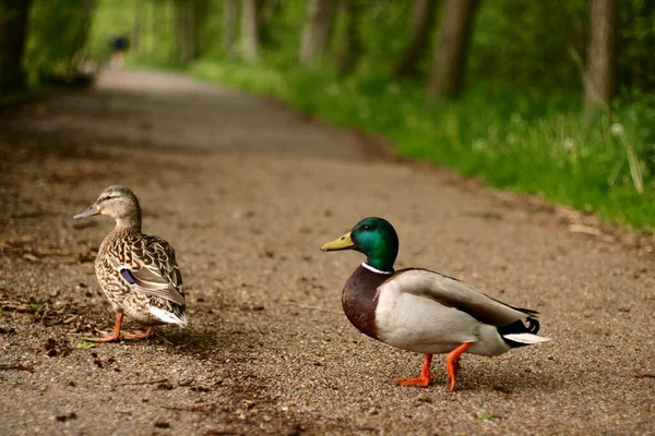 Kachny Kráčející Stezce Denmarku — Stock fotografie