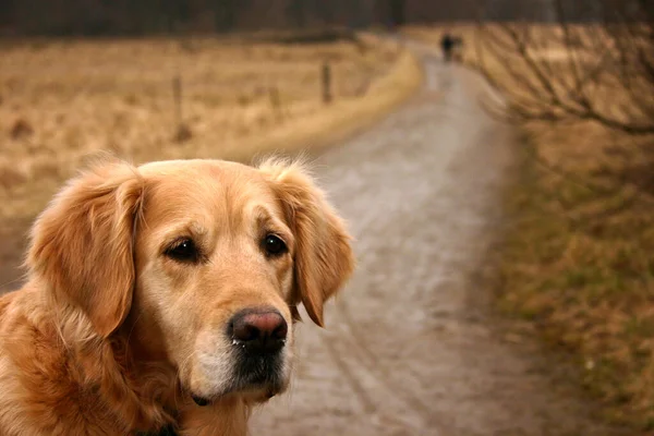 Golden Retriever Dans Nature Danemark Scandinavie — Photo