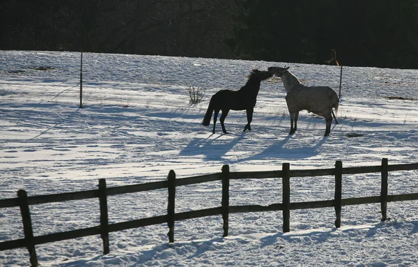Koń Polu Danii — Zdjęcie stockowe