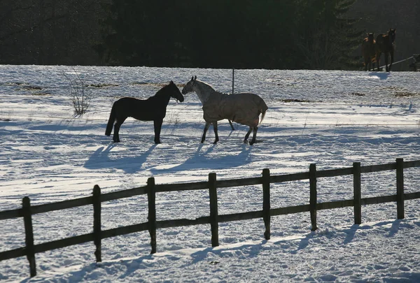 Cheval Sur Terrain Danemark — Photo