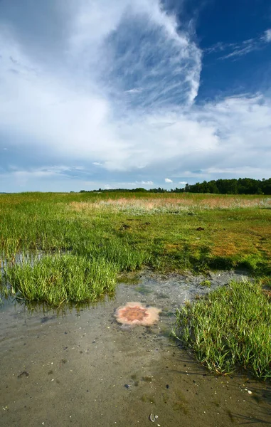 Kabát Denmarku Djursland Létě — Stock fotografie