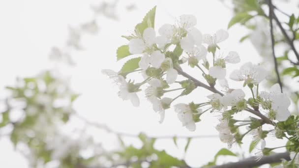 Blooming Tree Spring Slow Motion Falling Leaf Background — Stock Video