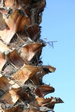 Portre fotoğraf bir palmiye ağacı bole hakkında