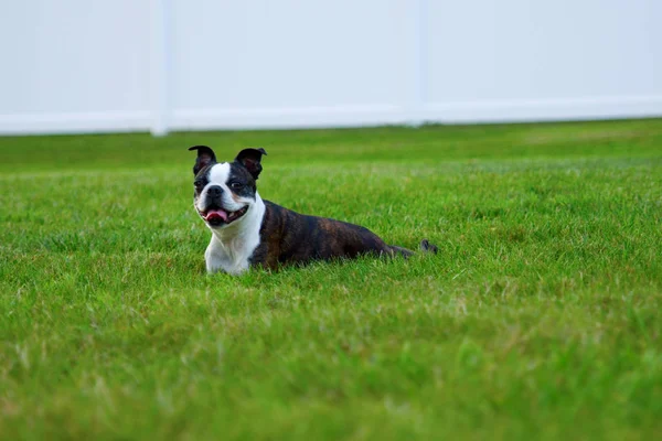 A happy Boston Terrier lying in the grass