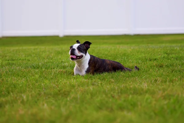 Ein Glücklicher Boston Terrier Liegt Gras — Stockfoto