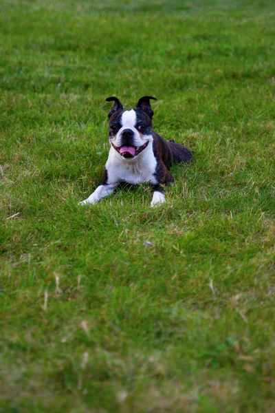 Happy Boston Terrier Lying Grass — Stock Photo, Image