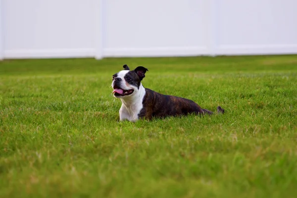 Happy Boston Terrier Lying Grass Royalty Free Stock Images