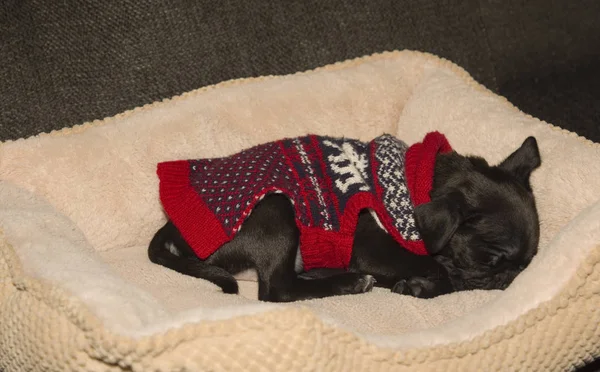 Ein Süßer Schwarzer Mops Welpe Schläft Seinem Bett — Stockfoto