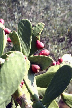 Barbari incir ağacı içinde closeup Cadaques İspanya, fotoğraf çekimi