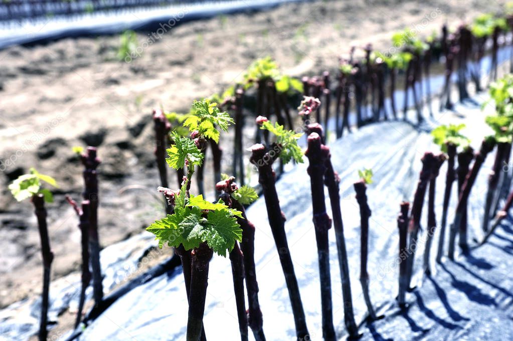 growing young vines to be replanted in French vineyards in the G