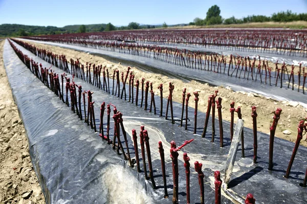 G Fransız üzüm bağları nda yeniden dikilecek büyüyen genç sarmaşıklar — Stok fotoğraf