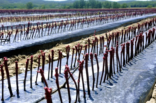Growing young vines to be replanted in French vineyards in the G — Stock Photo, Image