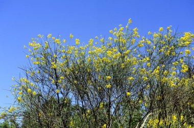 Cevennes Fransız kırsal büyük süpürgeler