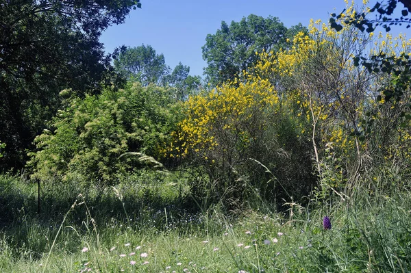 Balais massifs dans la campagne française des Cévennes — Photo