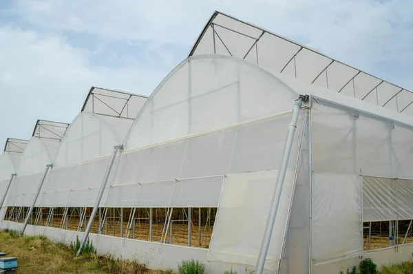 Row Plastic Covered Bow House Tents Raspberry Production — Stock Photo, Image