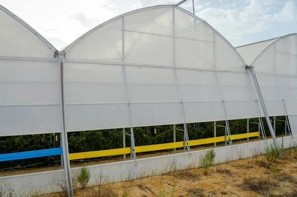 Uma Fileira Tendas Plástico Coberto Arco Casa Para Produção Framboesa — Fotografia de Stock