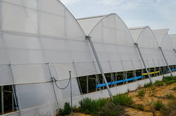 Ряд Пластиковых Крытых Палаток Лука Производства Малины — стоковое фото