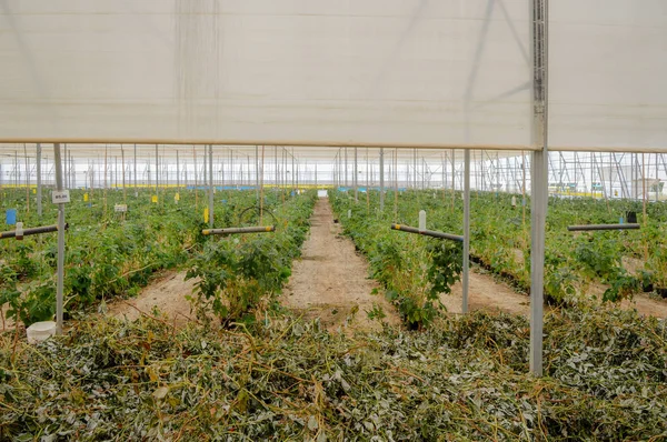 Uma Fileira Tendas Plástico Coberto Arco Casa Para Produção Framboesa — Fotografia de Stock