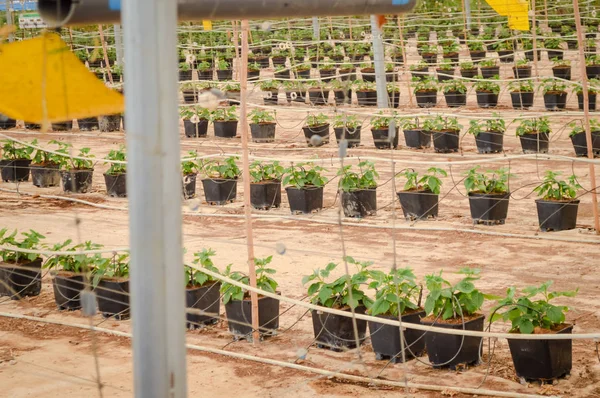 Young raspberry plants crop pots in greenhouse tube feeding