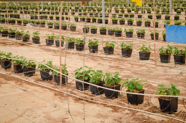 Young Raspberry Plants Crop Pots Greenhouse Tube Feeding — Stock Photo, Image