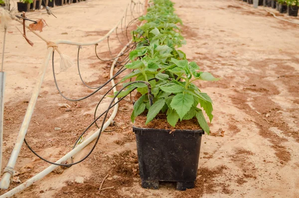 Young Raspberry Plants Crop Pots Greenhouse Tube Feeding — Stock Photo, Image