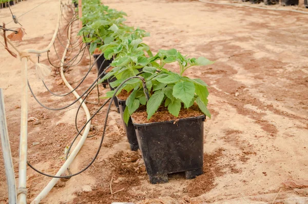 Young Raspberry Plants Crop Pots Greenhouse Tube Feeding — Stock Photo, Image