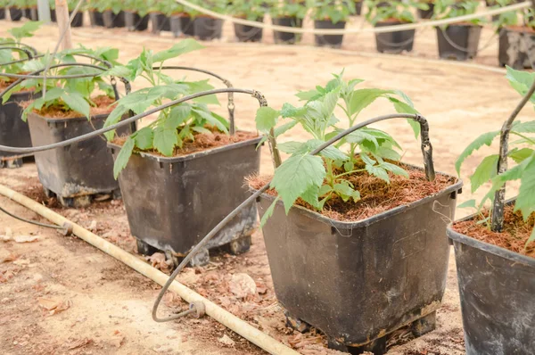 Young Raspberry Plants Crop Pots Greenhouse Tube Feeding — Stock Photo, Image