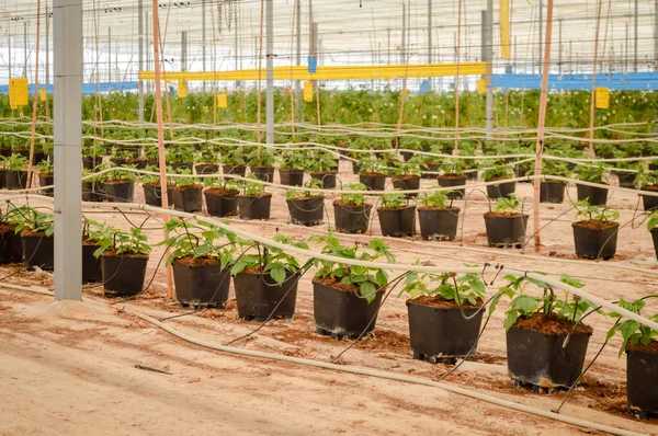 Jovens Plantas Framboesa Vasos Cultura Alimentação Tubo Efeito Estufa — Fotografia de Stock