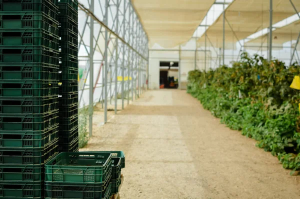 Ramo com muitas framboesas em uma plantação — Fotografia de Stock