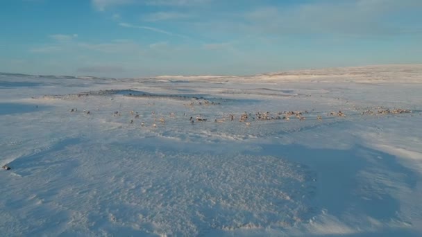 Ледяная Природа Дрона — стоковое видео