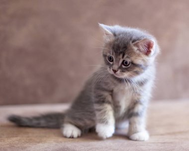 Beyaz pençeli gri kedi yavrusu arka ayaklarının üzerinde oturuyor.