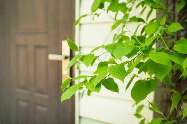 Bir yaz günü, bir evin ön kapısının arkasındaki ağaçtan yapraklar.. 