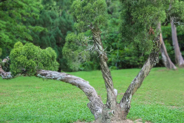 Unusual Tree Botanical Garden Georgetown Penang Malaysia Decorative Trees Park — Stock Photo, Image