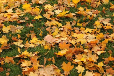 Sarı sonbahar açık havada bırakır. Arka plan sarı sonbahar yaprakları