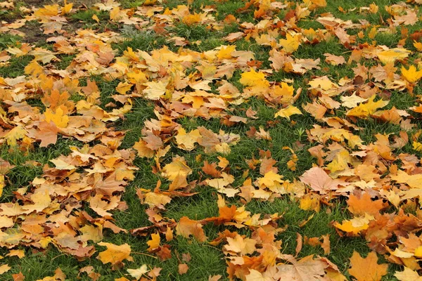 Yellow autumn leaves in outdoor. Background yellow fall leaves