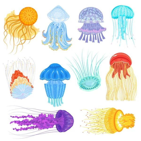 Kwallen vector Oceaan-kwallen en onderwater brandnetel-vis illustratie set voor jellylike gloeiende medusa in zee geïsoleerd op witte achtergrond — Stockvector