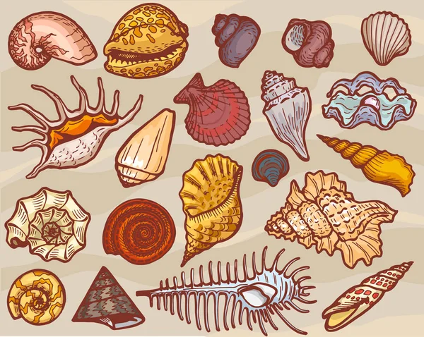 Schelpen vector mariene zeeschelp en Oceaan kokkel-shell onderwater of onderzeese illustratie set schelpdieren en clam-shell of schelp-geïsoleerd op achtergrond — Stockvector