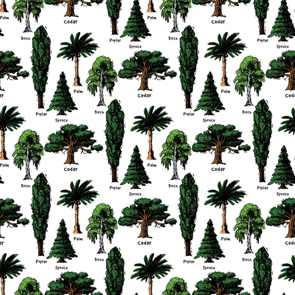 Vector boom stijl hand getrokken schets soorten groen bos pine boomtoppen collectie van berk, ceder en acacia of groen tuin met palm en sakura afbeelding achtergrond — Stockvector