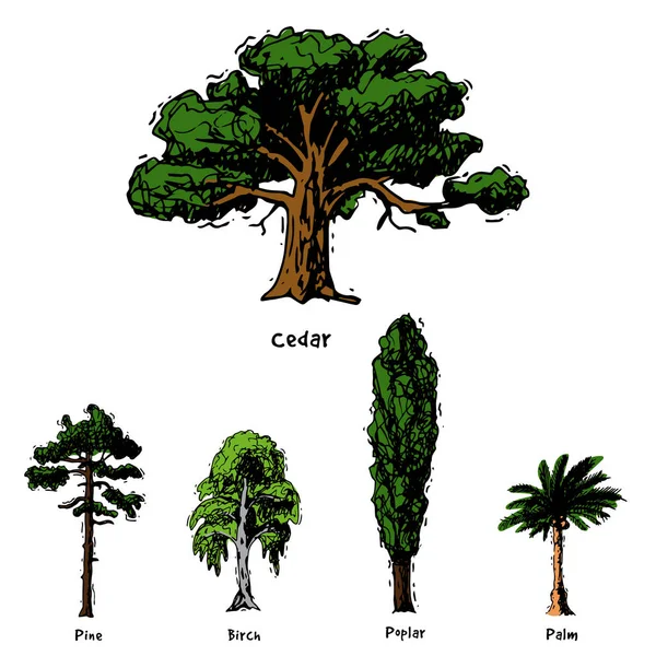 Vektor fa vázlat kézzel rajzolt stílusban típusok zöld erdei fenyő treetops gyűjteménye nyír, cédrusfa és akác vagy zöld kert pálmafákkal és sakura illusztráció háttér — Stock Vector