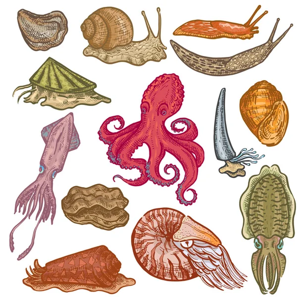 Vettore molluschi animali marini polpo molluschi carattere animalistico polpi con lumaca ostrica tentacolo in mare illustrazione set di seppie frutti di mare diavoletto isolato su sfondo bianco — Vettoriale Stock